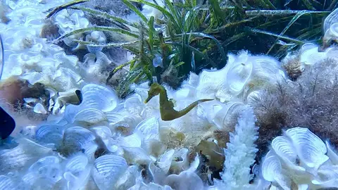 Un ejemplar de caballito de mar, liberado en la isla de Sa Dragonera por el acuerdo entre Fundación Palma Aquarium y Banca March Un ejemplar de caballito de mar, liberado en la isla de Sa Dragonera por el acuerdo entre Fundación Palma Aquarium y Banca March