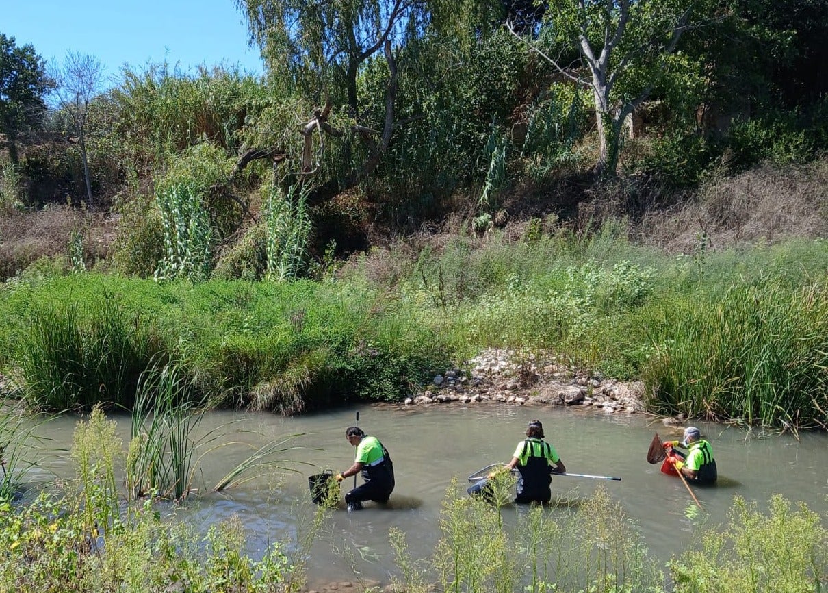 La CHJ corrobora la presencia de químicos en el Magro que han provocado la mortandad de 2500 kilos de peces La CHJ corrobora la presencia de químicos en el Magro que han provocado la mortandad de 2500 kilos de peces