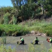 Trabajadores retiran manualmente los peces muertos del Magro