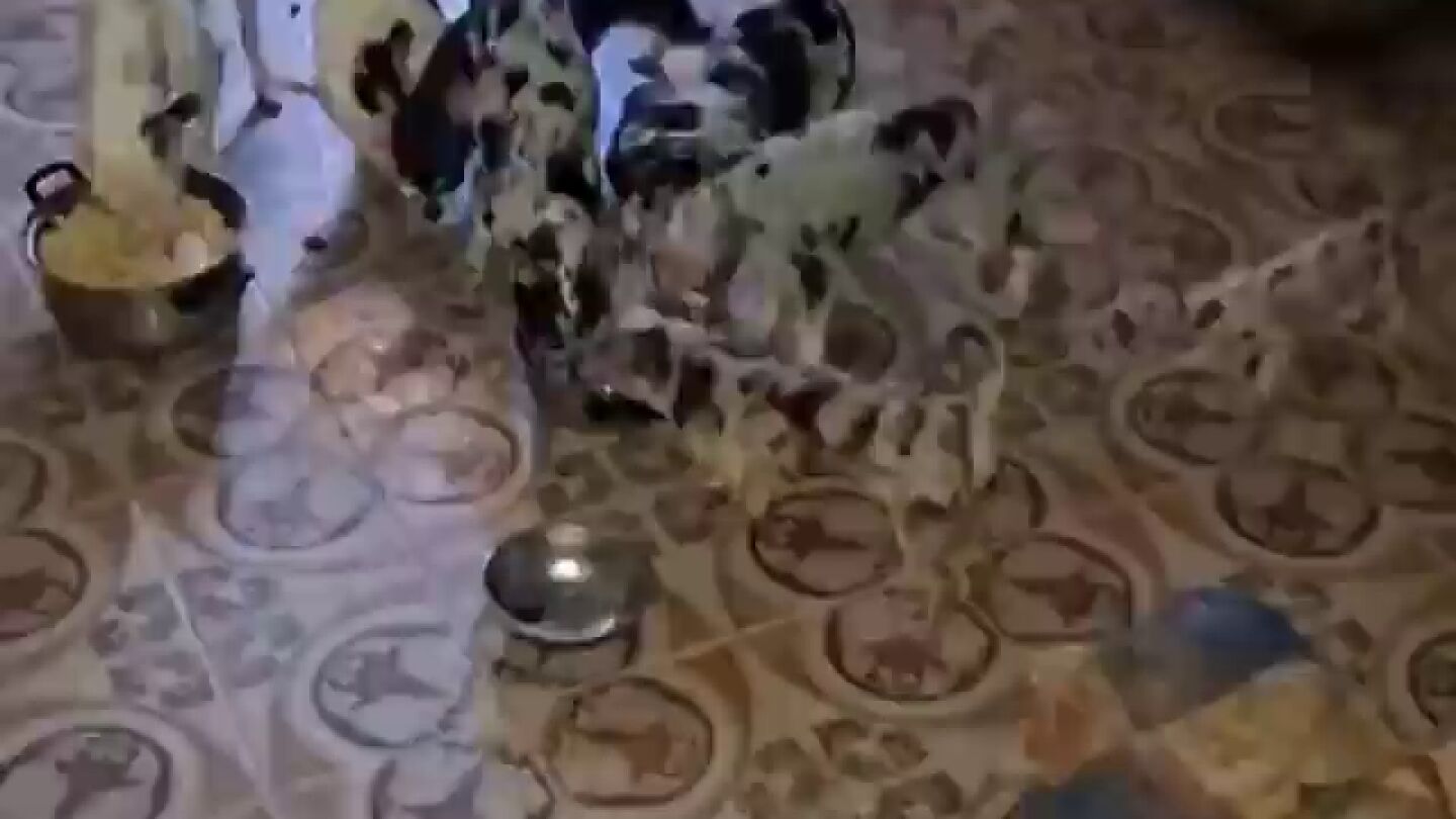48 chihuahuas y ocho gatos en una vivienda de Madrid: as&iacute; se encontr&oacute; la Polic&iacute;a Municipal a los animales en condiciones insalubres