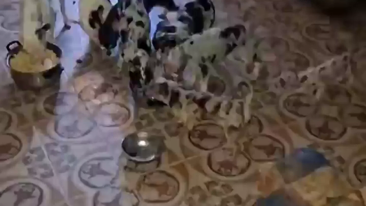 48 chihuahuas y ocho gatos en una vivienda de Madrid: así se encontró la Policía Municipal a los animales en condiciones insalubres 48 chihuahuas y ocho gatos en una vivienda de Madrid: así se encontró la Policía Municipal a los animales en condiciones insalubres