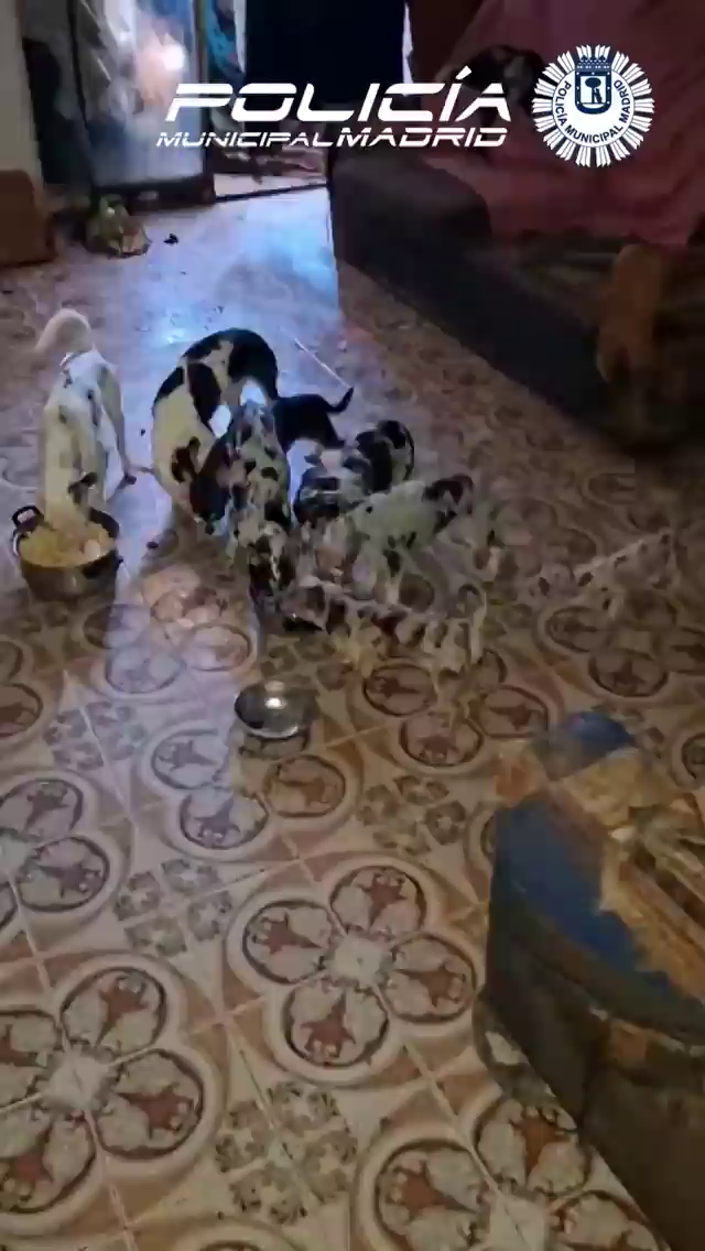 48 chihuahuas y ocho gatos en una vivienda de Madrid: así se encontró la Policía Municipal a los animales en condiciones insalubres 48 chihuahuas y ocho gatos en una vivienda de Madrid: así se encontró la Policía Municipal a los animales en condiciones insalubres