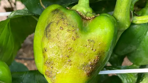 Recomiendan documentar los daños antes y después de arrancar un cultivo afectado por plagas o virosis Recomiendan documentar los daños antes y después de arrancar un cultivo afectado por plagas o virosis