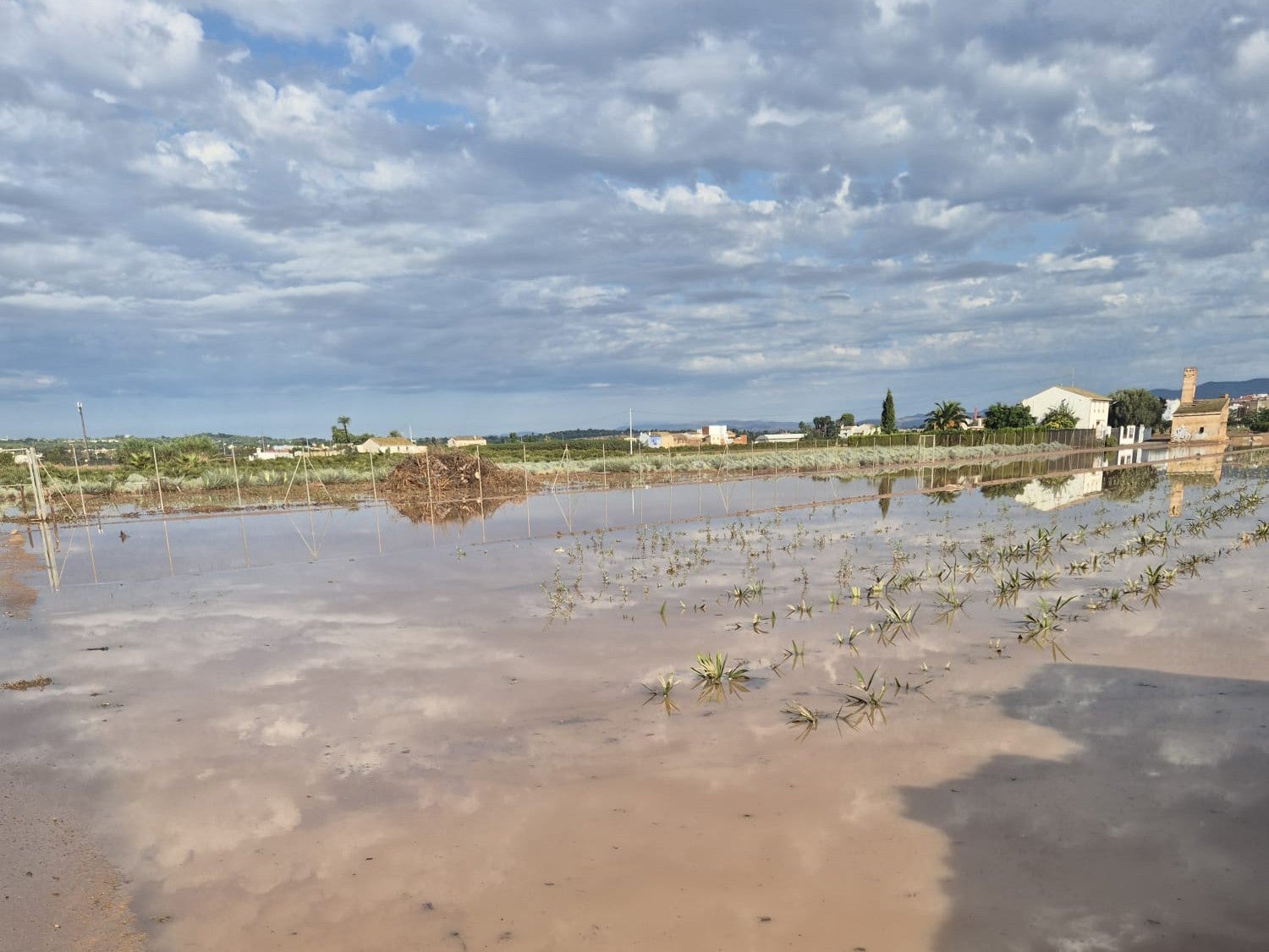 Las últimas lluvias frenan la siega del arroz y la quema de la paja Las últimas lluvias frenan la siega del arroz y la quema de la paja