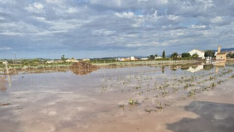 Campo de hortalizas