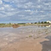 Campo de hortalizas