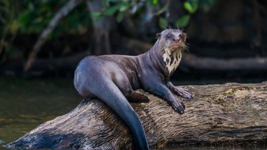 Nutria gigante