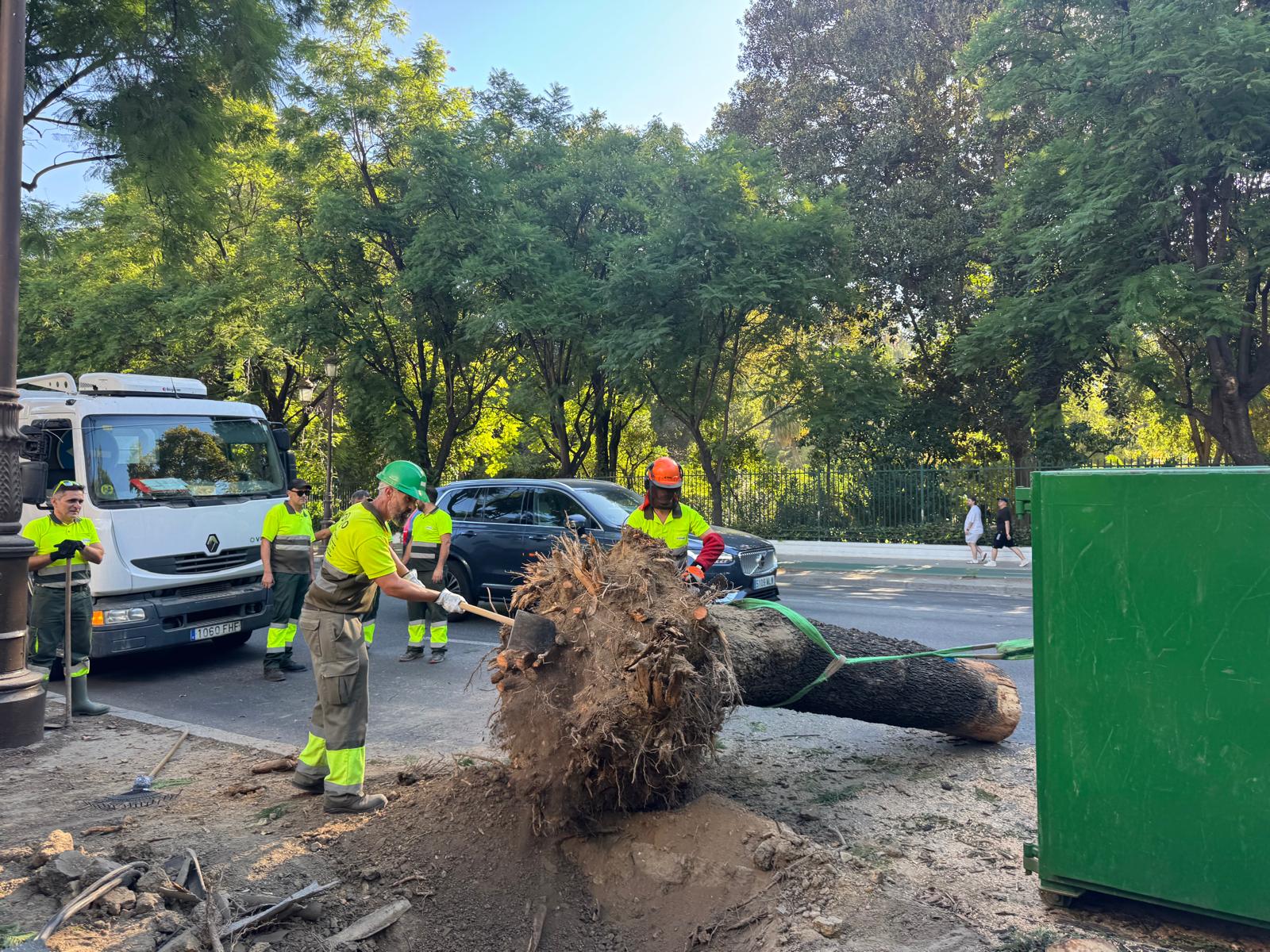 Cae un árbol a la altura del Lope de Vega, provocando el corte de dos carriles de la avenida María Luisa Cae un árbol a la altura del Lope de Vega, provocando el corte de dos carriles de la avenida María Luisa