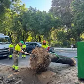 Cae un árbol a la altura del Lope de Vega, provocando el corte de dos carriles de la avenida María Luisa Cae un árbol a la altura del Lope de Vega, provocando el corte de dos carriles de la avenida María Luisa