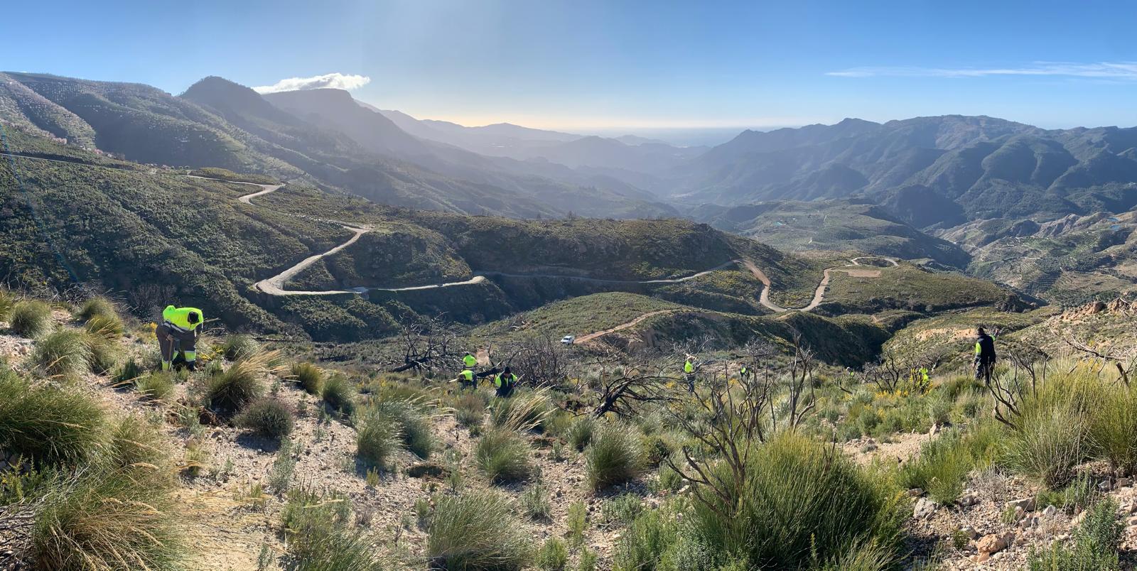 Los Guájares recupera sus primeras 81 hectáreas cuatro años después del gran incendio forestal Los Guájares recupera sus primeras 81 hectáreas cuatro años después del gran incendio forestal