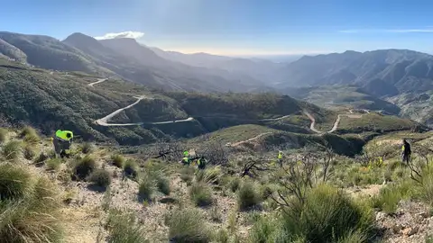 Reforestación en el paraje afectado por el incendio de Los Guajares Reforestación en el paraje afectado por el incendio de Los Guajares