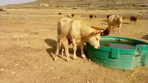 Los ganaderos aseguran que están asumiendo sobrecostes en cubas de agua y piensos. Los ganaderos aseguran que están asumiendo sobrecostes en cubas de agua y piensos.