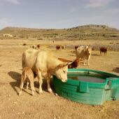 Los ganaderos aseguran que están asumiendo sobrecostes en cubas de agua y piensos.