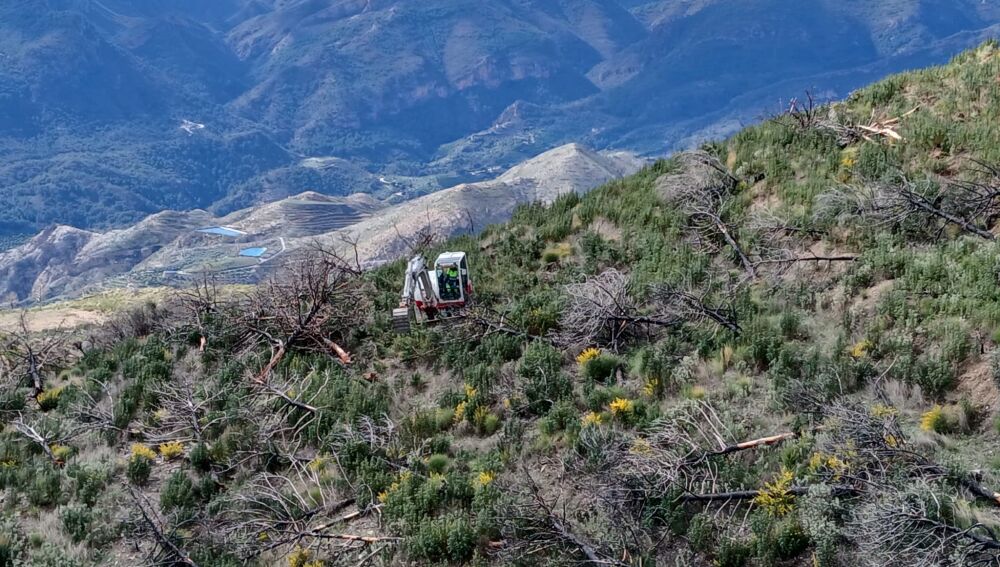 Reforestación en el paraje afectado por el incendio forestal de la Sierra de los Guajares