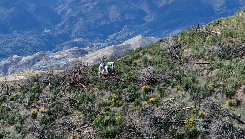 Reforestación en el paraje afectado por el incendio forestal de la Sierra de los Guajares Reforestación en el paraje afectado por el incendio forestal de la Sierra de los Guajares