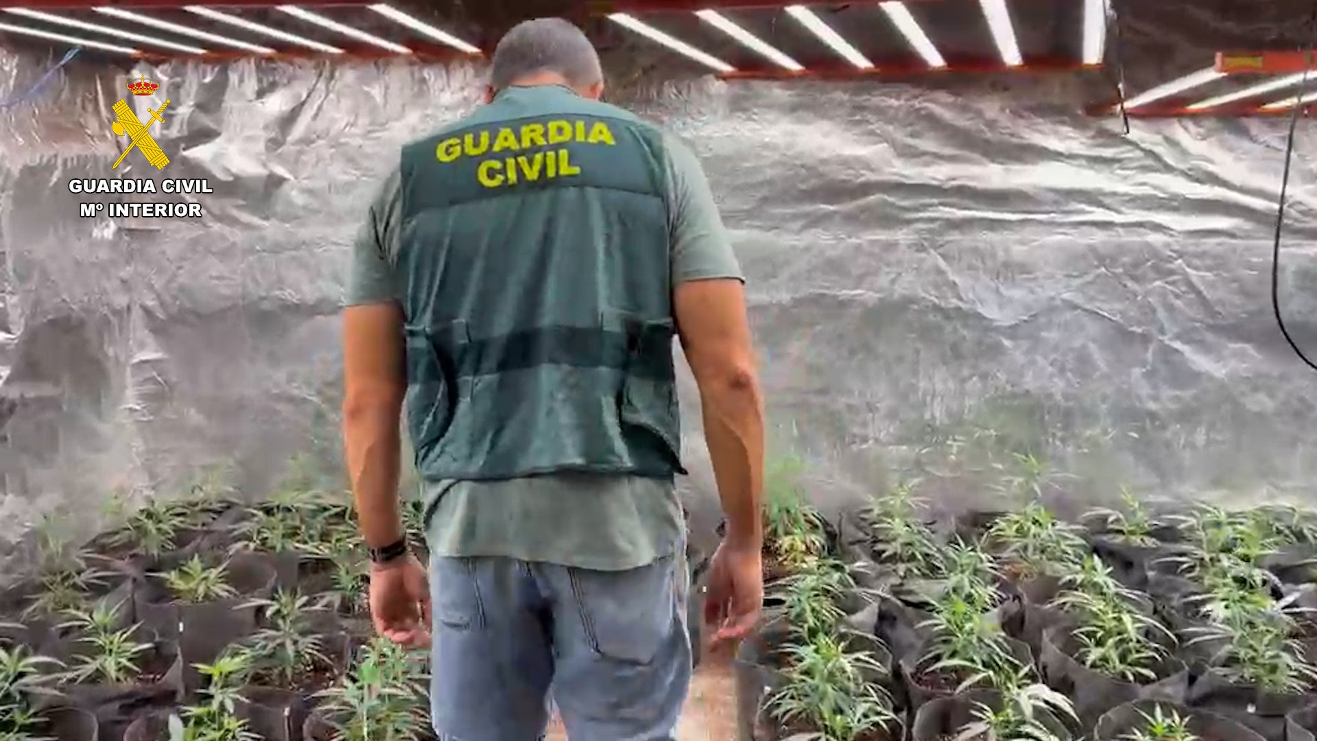 La Guardia Civil desmantela una plantación de marihuana con 688 plantas en Sierra Engarcerán La Guardia Civil desmantela una plantación de marihuana con 688 plantas en Sierra Engarcerán