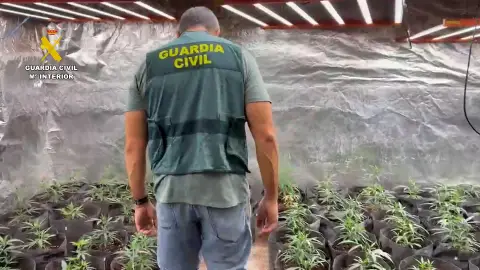 La Guardia Civil desmantela una plantación de marihuana con 688 plantas en Sierra Engarcerán La Guardia Civil desmantela una plantación de marihuana con 688 plantas en Sierra Engarcerán