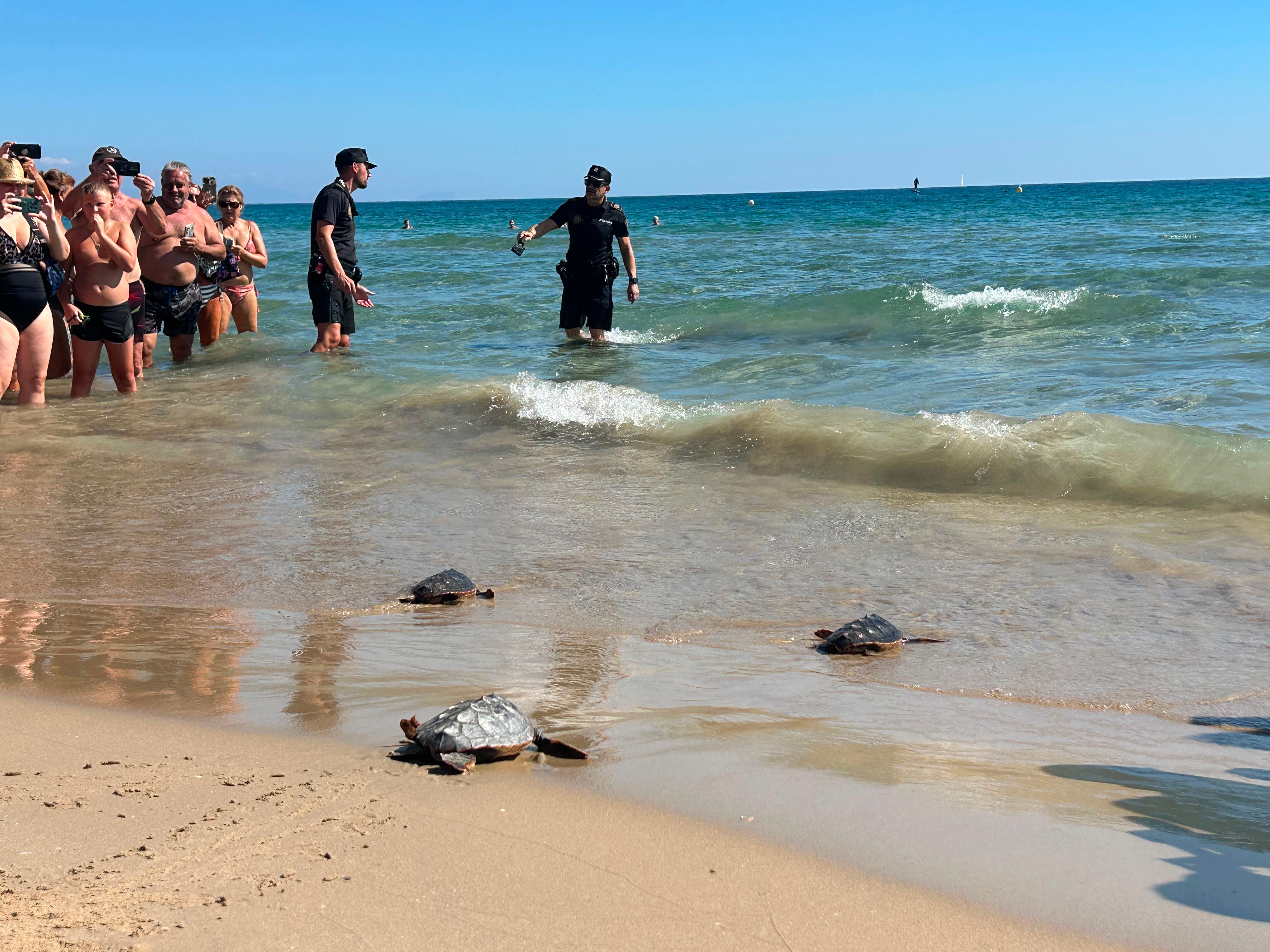 La playa del Carabassí de Elche acoge la suelta de cuatro tortugas bobas La playa del Carabassí de Elche acoge la suelta de cuatro tortugas bobas