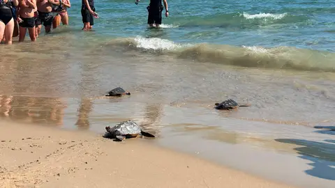 Suelta de ejemplares de Tortuga Boiba en la playa del Carabassí de Elche. Suelta de ejemplares de Tortuga Boiba en la playa del Carabassí de Elche.