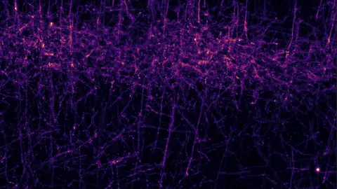 Imagen de la corteza somatosensorial de un ratón. Imagen de la corteza somatosensorial de un ratón.