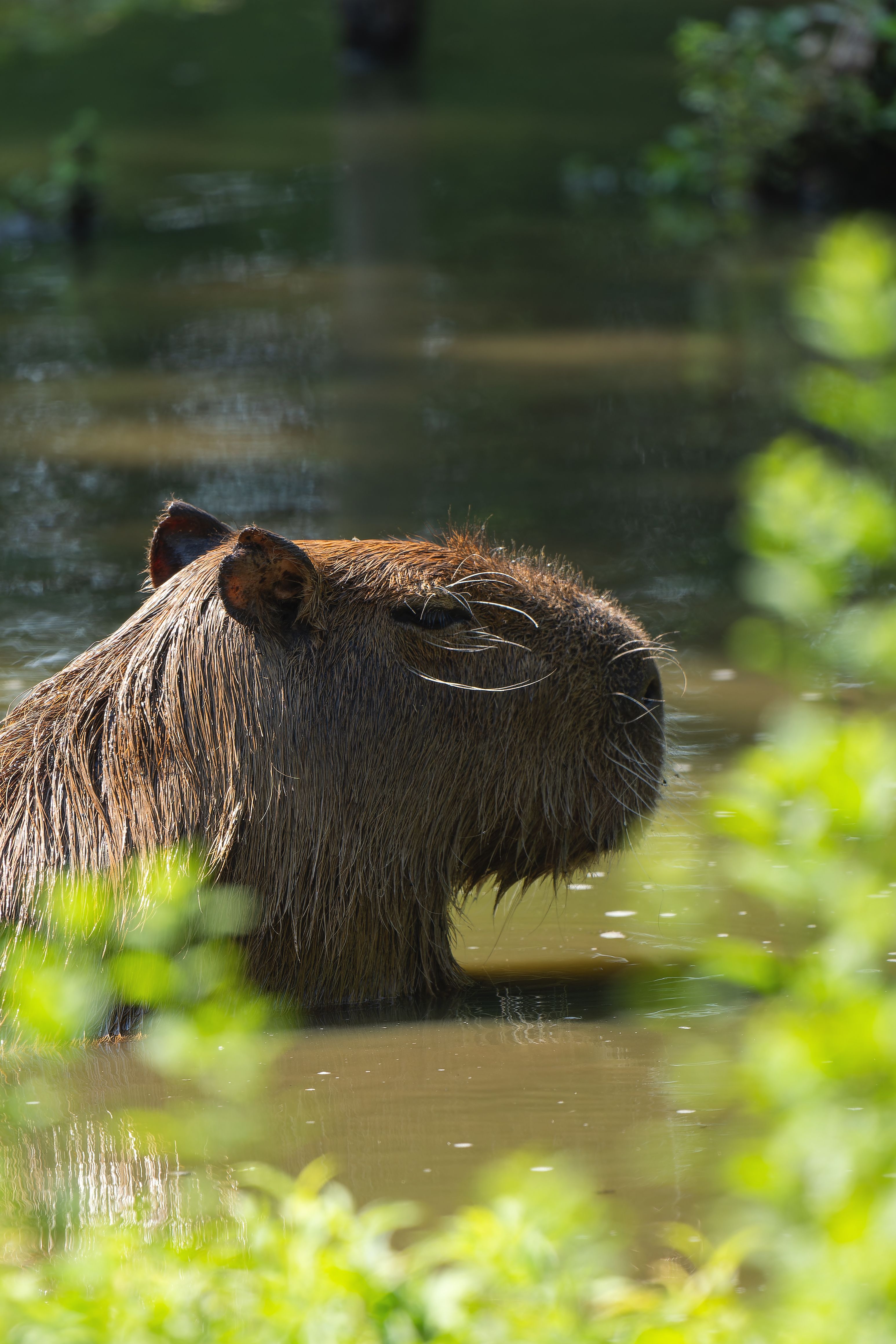 Samba, la capibara que lleva más de seis meses fugada de un zoológico inglés Samba, la capibara que lleva más de seis meses fugada de un zoológico inglés