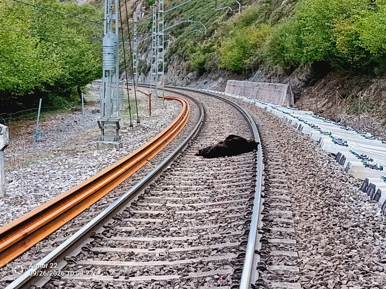 La osa arrollada por un tren de mercancías en Campoo de Enmedio murió en el momento por el fuerte impacto La osa arrollada por un tren de mercancías en Campoo de Enmedio murió en el momento por el fuerte impacto