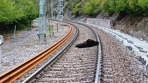 La osa arrollada por un tren de mercancías en Campoo de Enmedio La osa arrollada por un tren de mercancías en Campoo de Enmedio