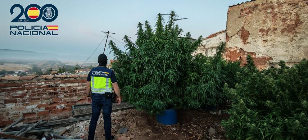 Desarticulan varias plantaciones de marihuana y dos nuevos punto de venta de droga en Puertollano Desarticulan varias plantaciones de marihuana y dos nuevos punto de venta de droga en Puertollano