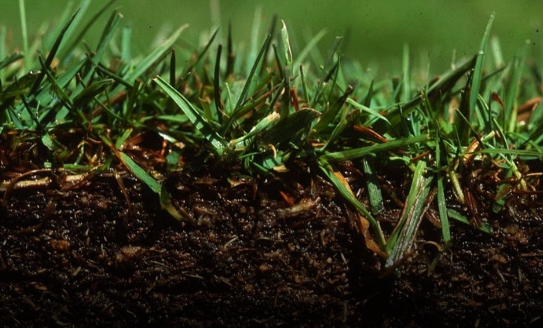 La Brújula de la Ciencia: La rizosfera, un universo de microorganismos en la raíz de las plantas La Brújula de la Ciencia: La rizosfera, un universo de microorganismos en la raíz de las plantas