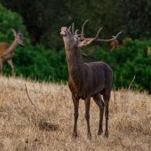 Momento de la berrea en la Sierra de Albarracín