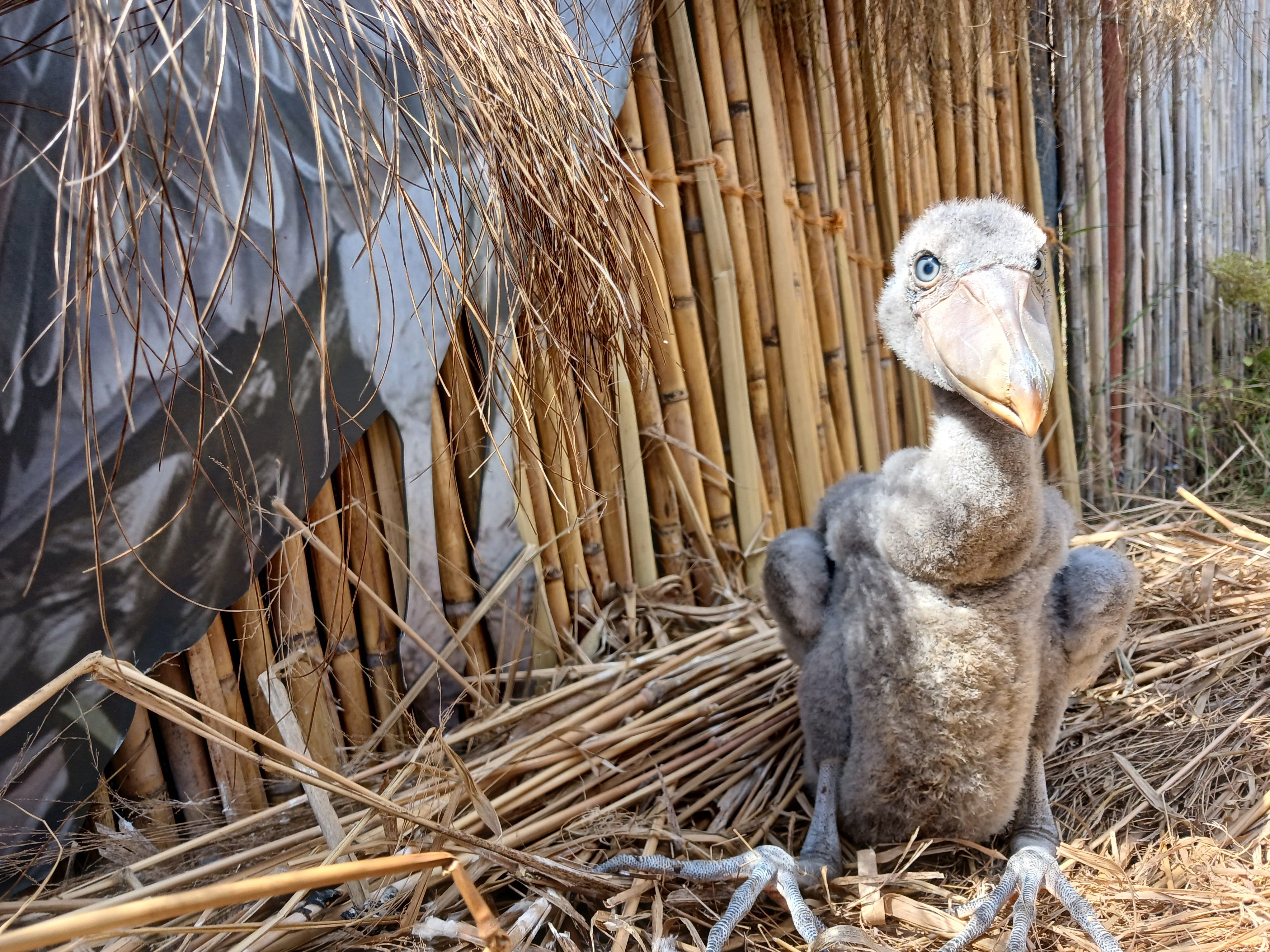 MiniHollywood Oasys se suma a la conservación del picozapato en Zambia MiniHollywood Oasys se suma a la conservación del picozapato en Zambia