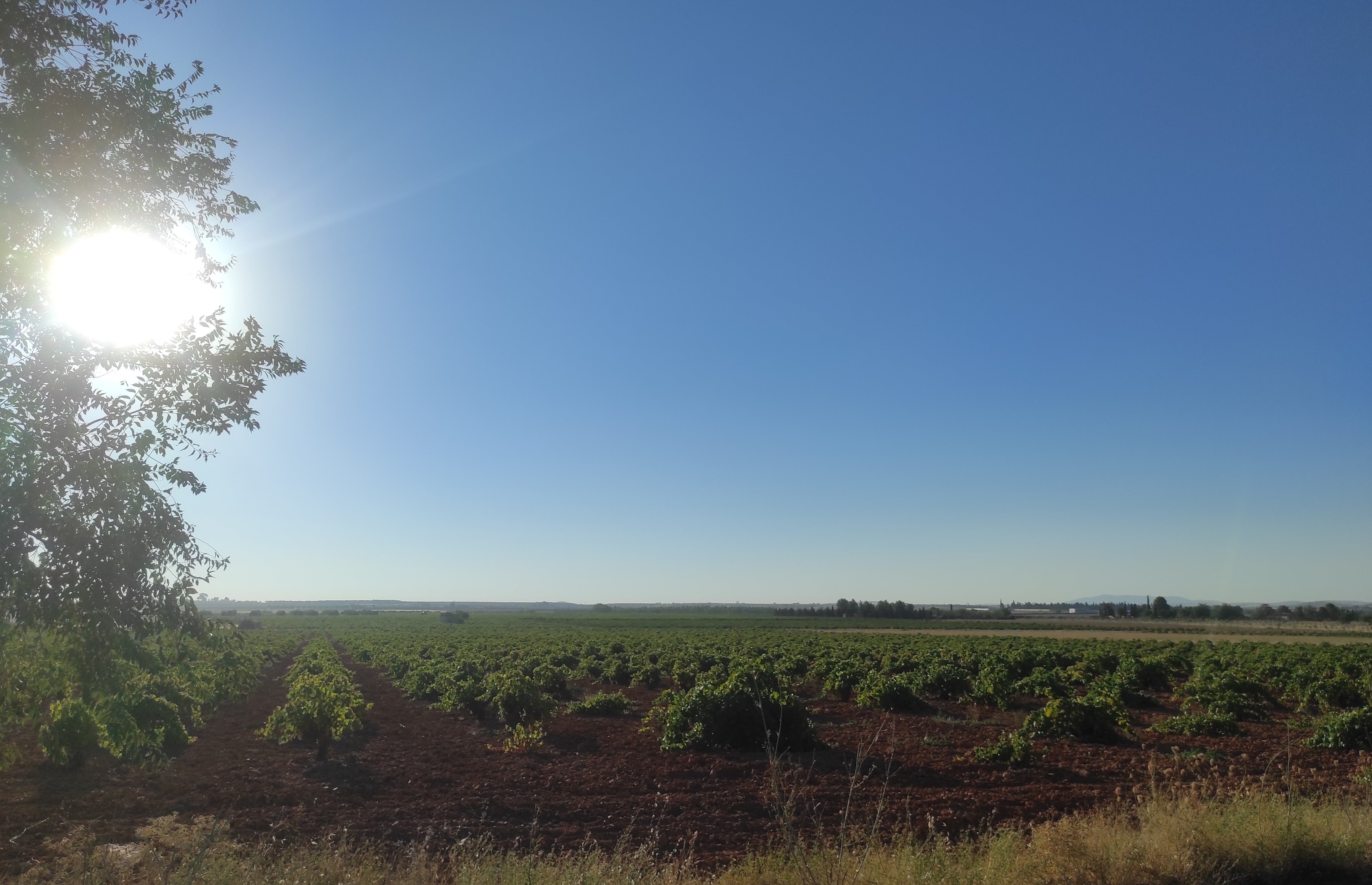 Fin de la vendimia en la DO Valdepeñas con menos cosecha de lo previsto y buena calidad de la uva Fin de la vendimia en la DO Valdepeñas con menos cosecha de lo previsto y buena calidad de la uva