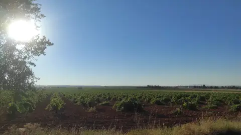 Viñas DO Valdepeñas Viñas DO Valdepeñas