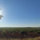 Viñas DO Valdepeñas