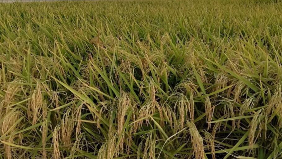 Cosecha de arroz extreme&ntilde;o