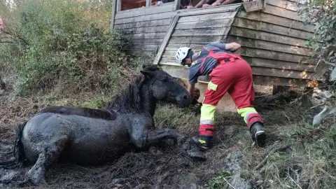Rescatado un caballo atrapado en el fango de la ría de Ronates, en Voto Rescatado un caballo atrapado en el fango de la ría de Ronates, en Voto