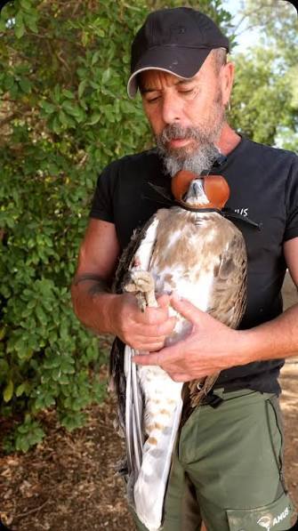 Sanguijuelas del Guadiana liberará un águila imperial recuperada por AMUS Sanguijuelas del Guadiana liberará un águila imperial recuperada por AMUS