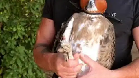 Sanguijuelas del Guadiana liberará un águila imperial recuperada por AMUS Sanguijuelas del Guadiana liberará un águila imperial recuperada por AMUS