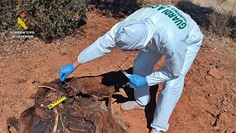 Detenido un hombre por abatir de forma furtiva un ciervo en Oliva de Mérida y a otro por receptación Detenido un hombre por abatir de forma furtiva un ciervo en Oliva de Mérida y a otro por receptación