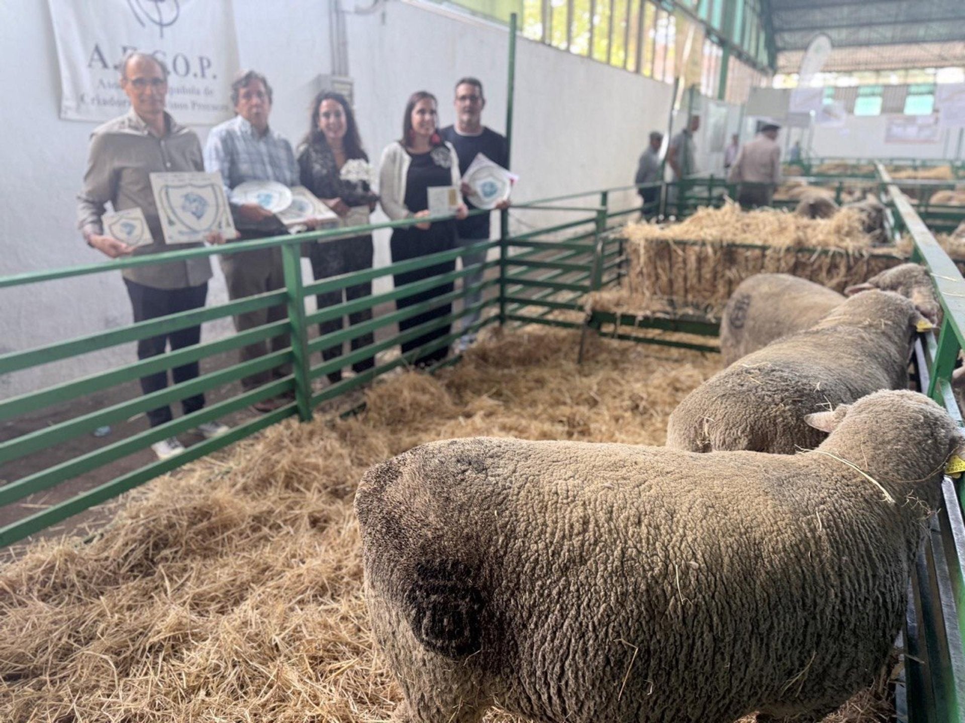 La Diputación de Cáceres vuelve a conquistar el premio a la Mejor Ganadería en la Feria Internacional Ganadera de Zafra La Diputación de Cáceres vuelve a conquistar el premio a la Mejor Ganadería en la Feria Internacional Ganadera de Zafra