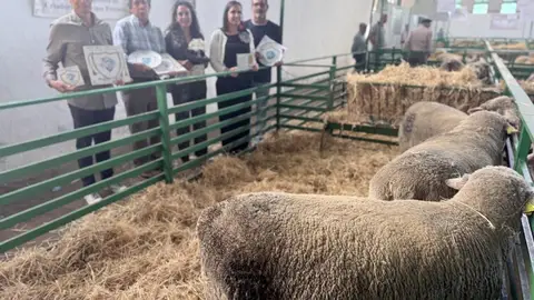 La Diputación de Cáceres vuelve a conquistar el premio a la Mejor Ganadería en la Feria Internacional Ganadera de Zafra La Diputación de Cáceres vuelve a conquistar el premio a la Mejor Ganadería en la Feria Internacional Ganadera de Zafra