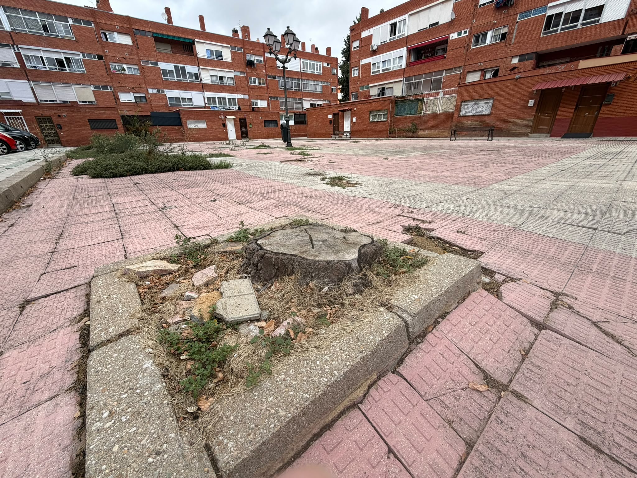 “Aquí falta un árbol - Ecomapa 2026” registra en Palencia más de 1.200 puntos negros del arbolado urbano “Aquí falta un árbol - Ecomapa 2026” registra en Palencia más de 1.200 puntos negros del arbolado urbano