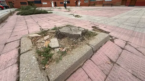 “Aquí falta un árbol - Ecomapa 2026” registra en Palencia más de 1.200 puntos negros del arbolado urbano .