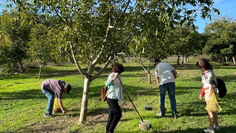 'Tiempo de nueces' en la Cooperativa de Viver.
