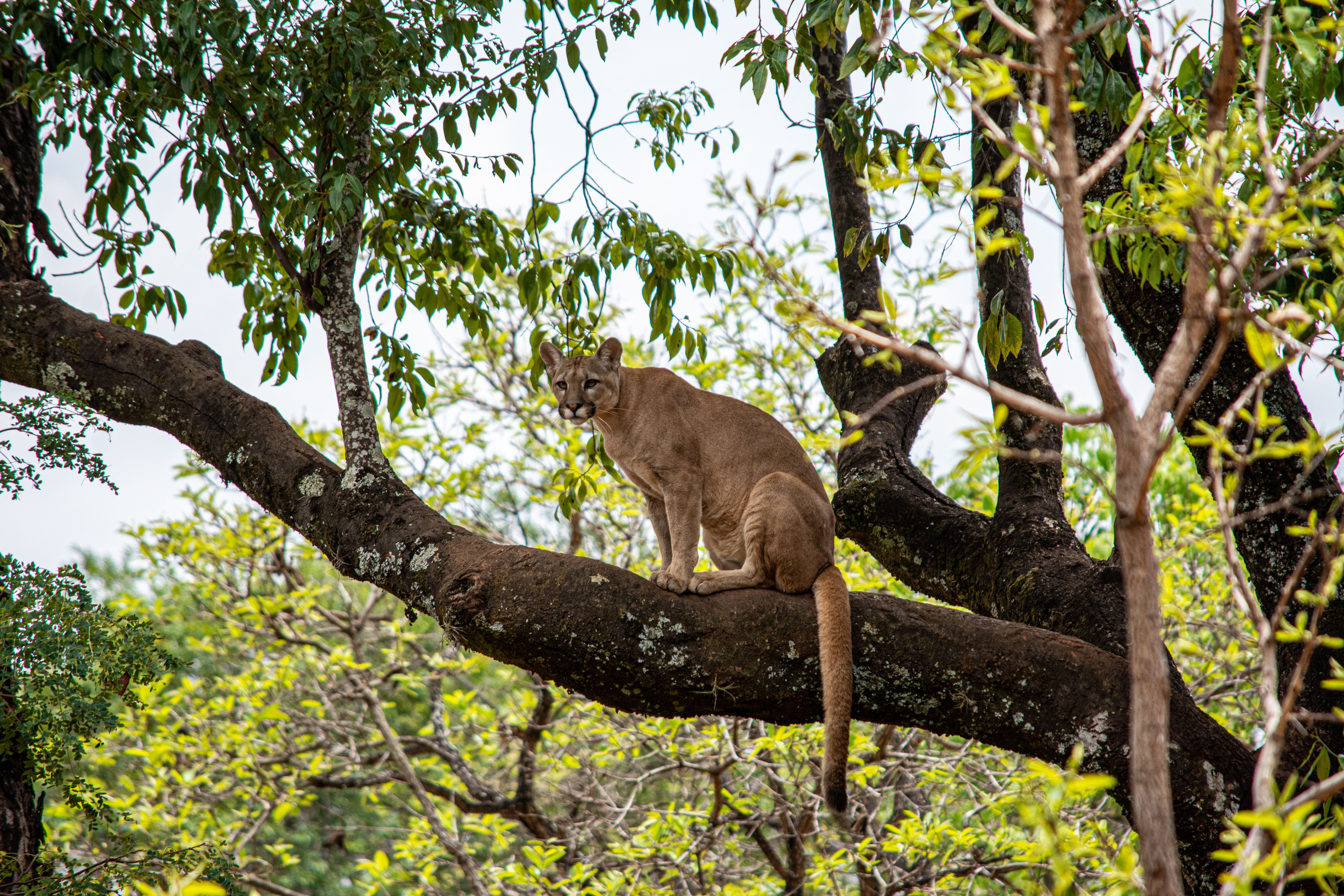 Imagen de archivo de un puma. Imagen de archivo de un puma.