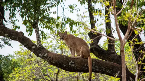 Imagen de archivo de un puma. Imagen de archivo de un puma.