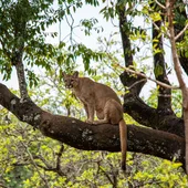 Imagen de archivo de un puma. Imagen de archivo de un puma.