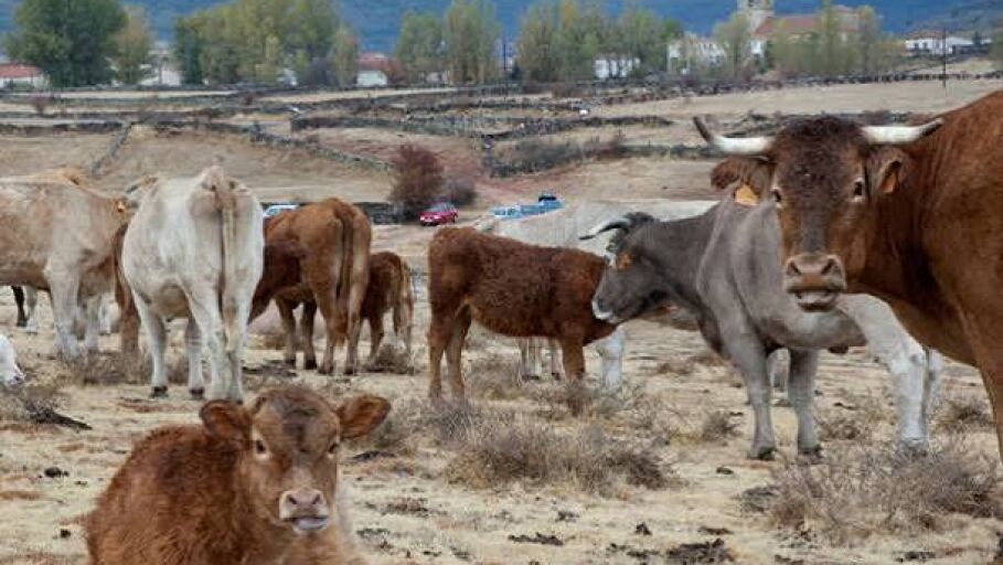 Feria de Ganado de Cantalojas.