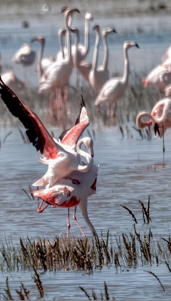 Flamencos en Doñana