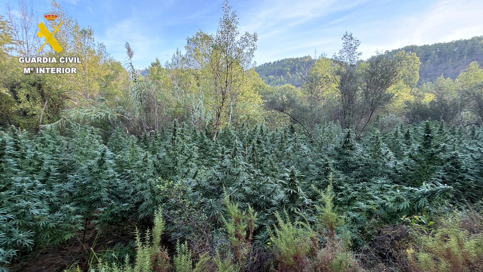 La Guardia Civil desmantela dos plantaciones de marihuana en Cirat con más de 4.000 plantas La Guardia Civil desmantela dos plantaciones de marihuana en Cirat con más de 4.000 plantas